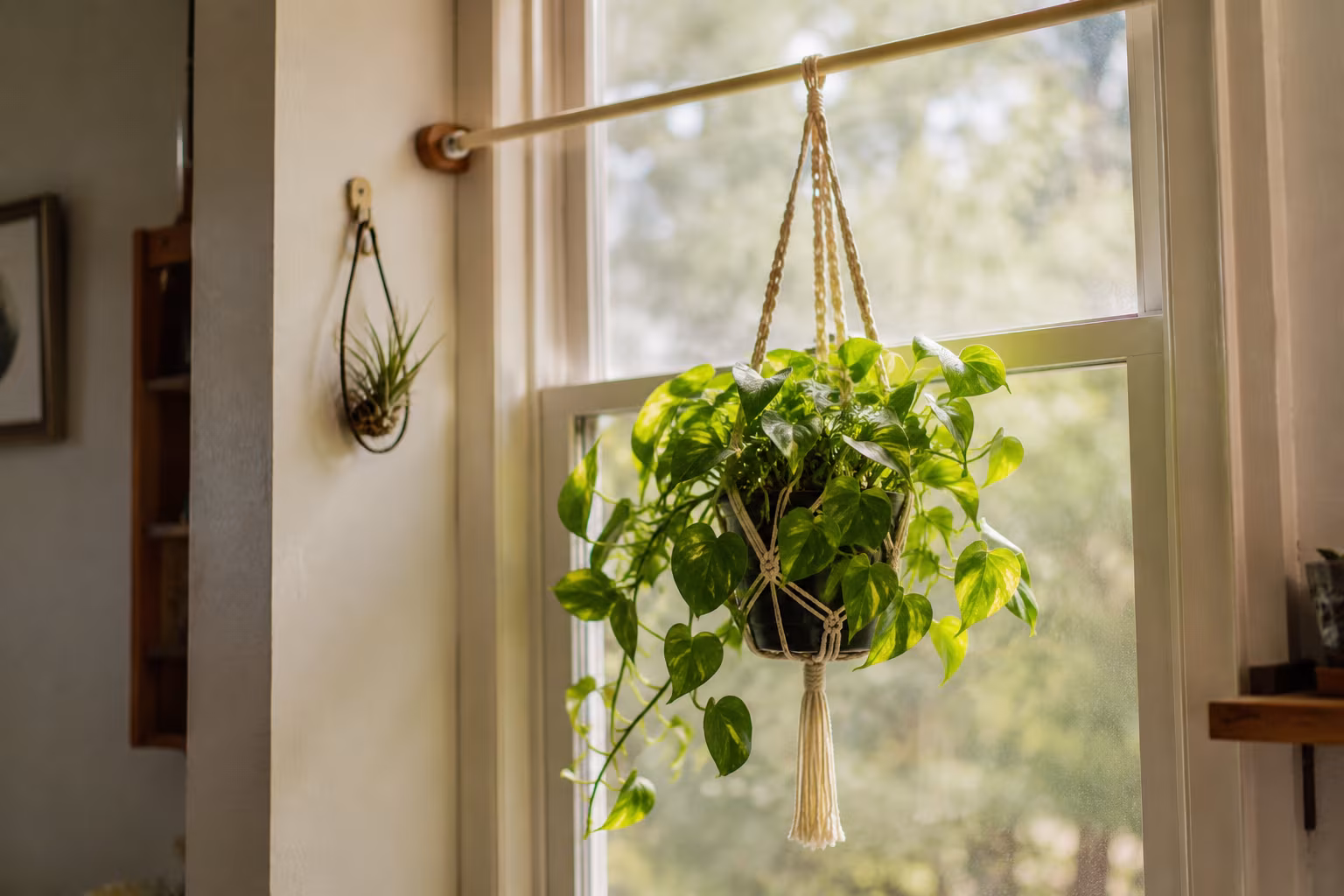 Hanging Plants Without Ceiling Hooks for Renters